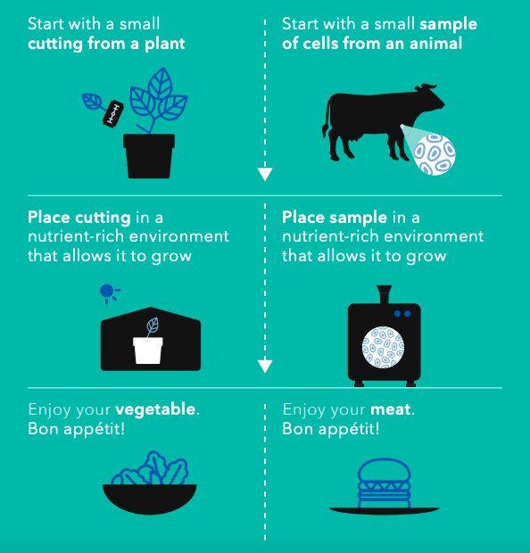 Cultivated meat explainer graphic