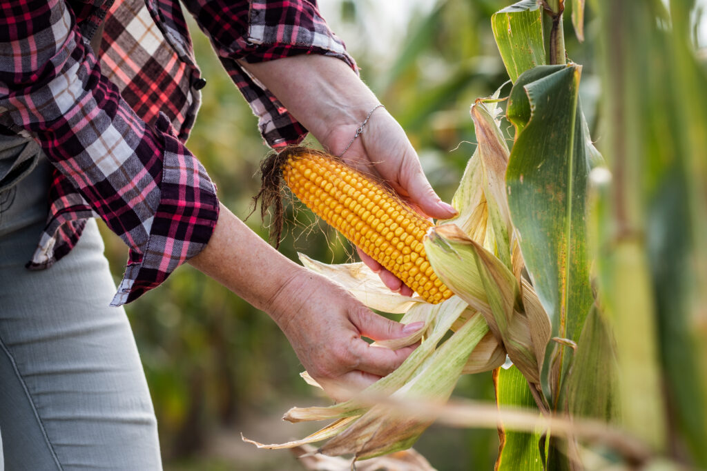 Farmer removing the husk from an ear of corn, which can be used in brewing sustainable lipids through fermentation