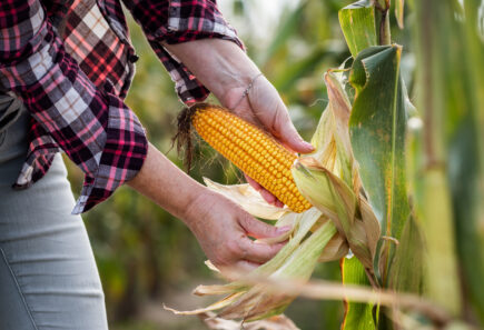 A farmer removing the husk from an ear of corn